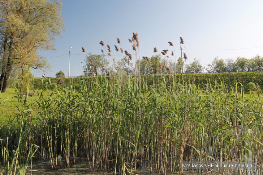 Жаркий день у озера — Интересное и необычное: фотоподборки (фото 10)