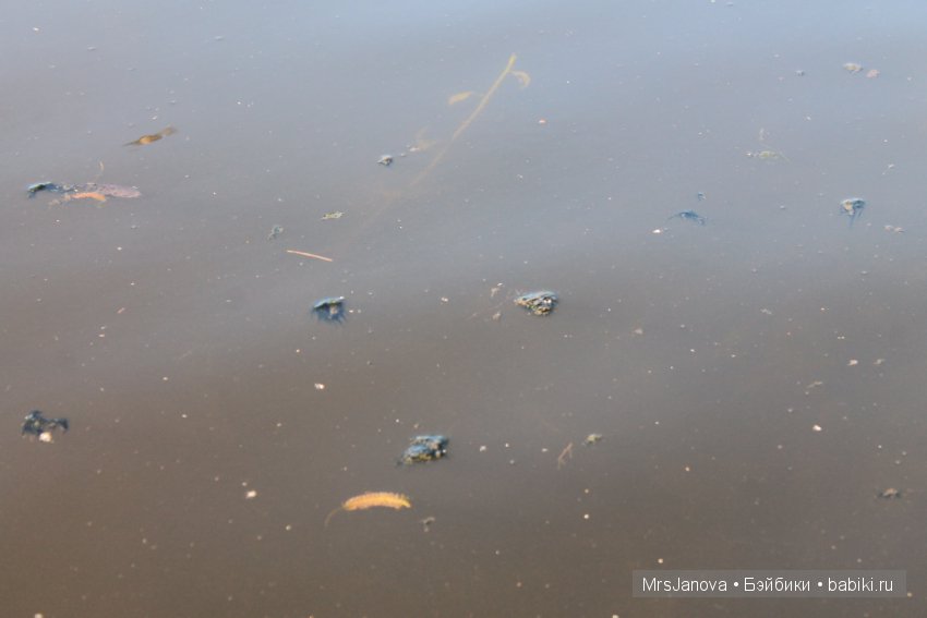 Жаркий день у озера — Интересное и необычное: фотоподборки (фото 4)