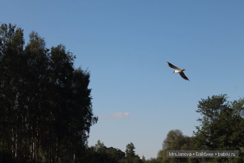 Жаркий день у озера — Интересное и необычное: фотоподборки (фото 8)
