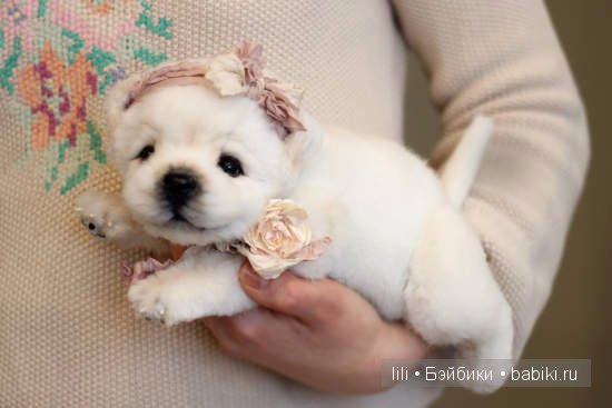 Авторские игрушки Анны Волковой