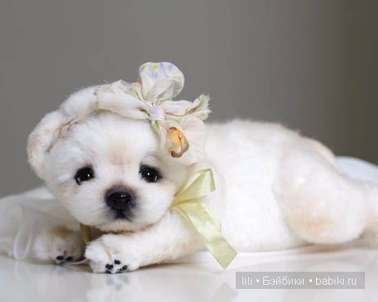 Авторские игрушки Анны Волковой