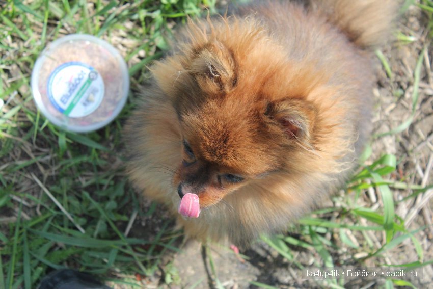 Наш Персик — Болталка и разговоры обо всем: жизнь