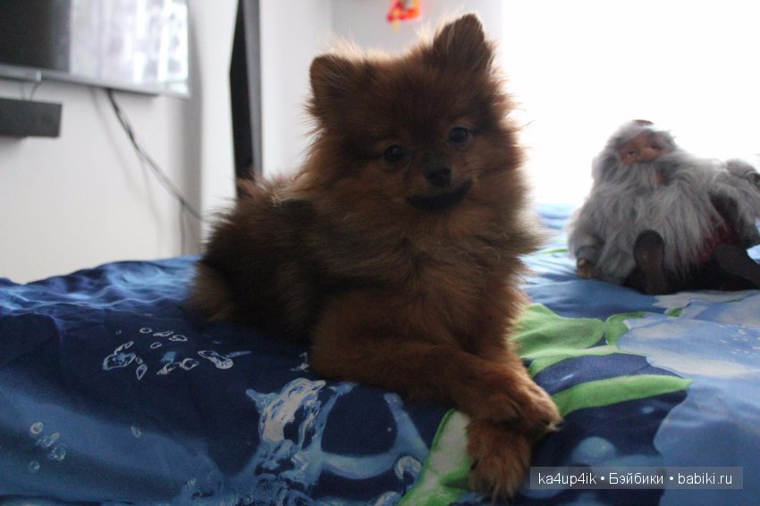 Наш Персик — Болталка и разговоры обо всем: жизнь