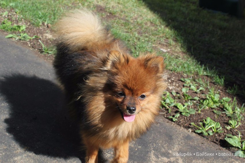Наш Персик — Болталка и разговоры обо всем: жизнь