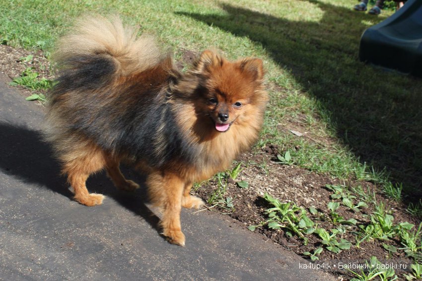 Наш Персик — Болталка и разговоры обо всем: жизнь