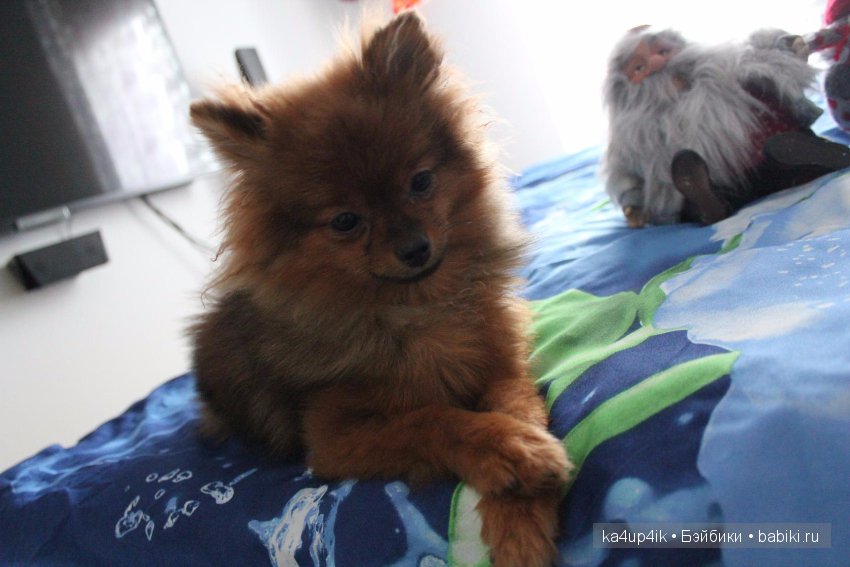 Наш Персик — Болталка и разговоры обо всем: жизнь