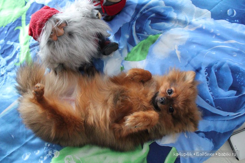 Наш Персик — Болталка и разговоры обо всем: жизнь