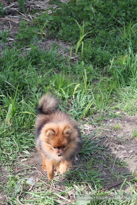 Наш Персик — Болталка и разговоры обо всем: жизнь