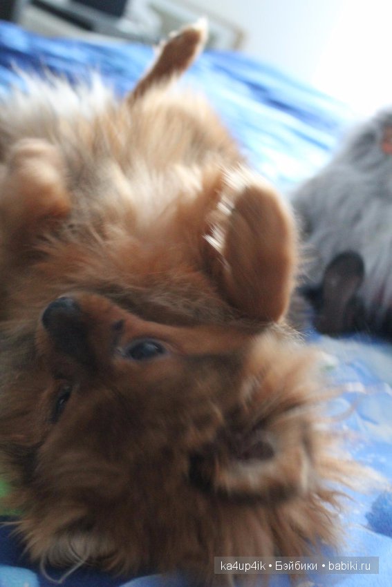 Наш Персик — Болталка и разговоры обо всем: жизнь