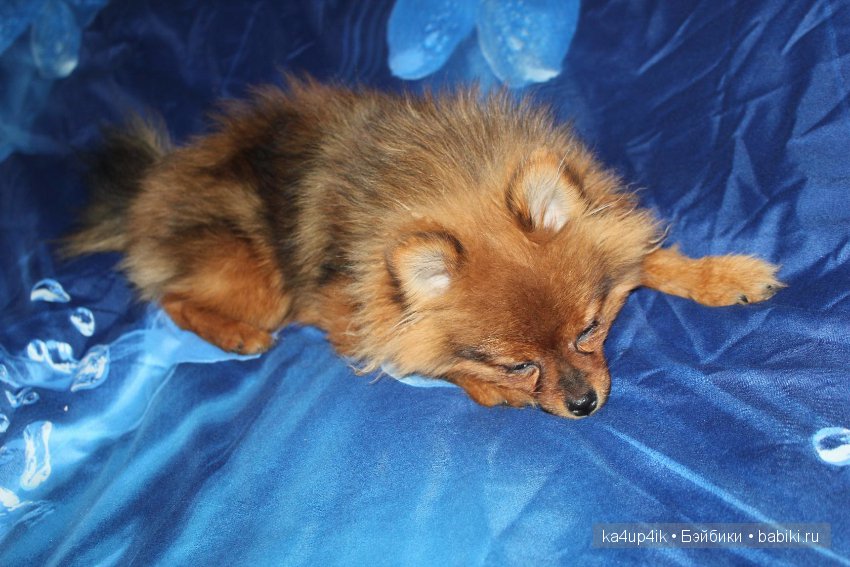 Наш Персик — Болталка и разговоры обо всем: жизнь