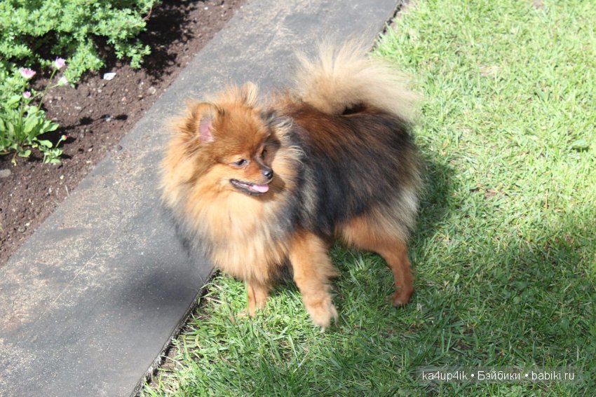 Наш Персик — Болталка и разговоры обо всем: жизнь