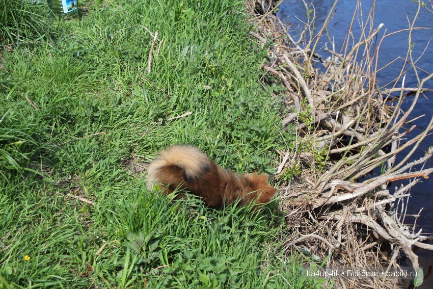Наш Персик — Болталка и разговоры обо всем: жизнь