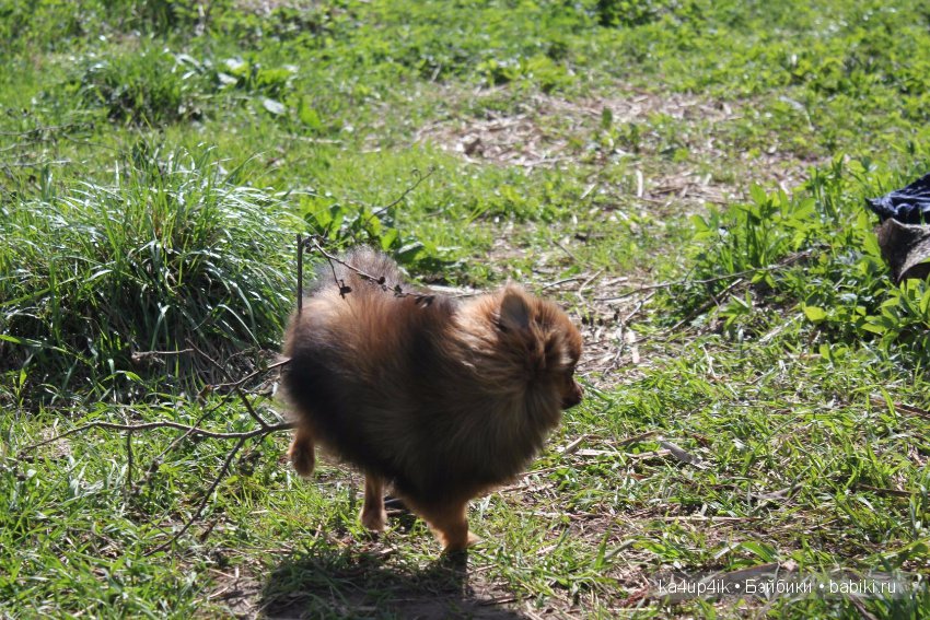 Наш Персик — Болталка и разговоры обо всем: жизнь