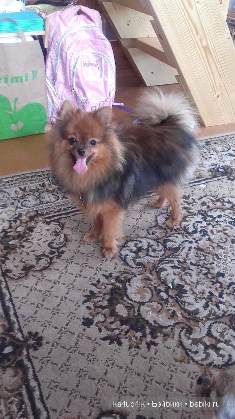 Наш Персик — Болталка и разговоры обо всем: жизнь