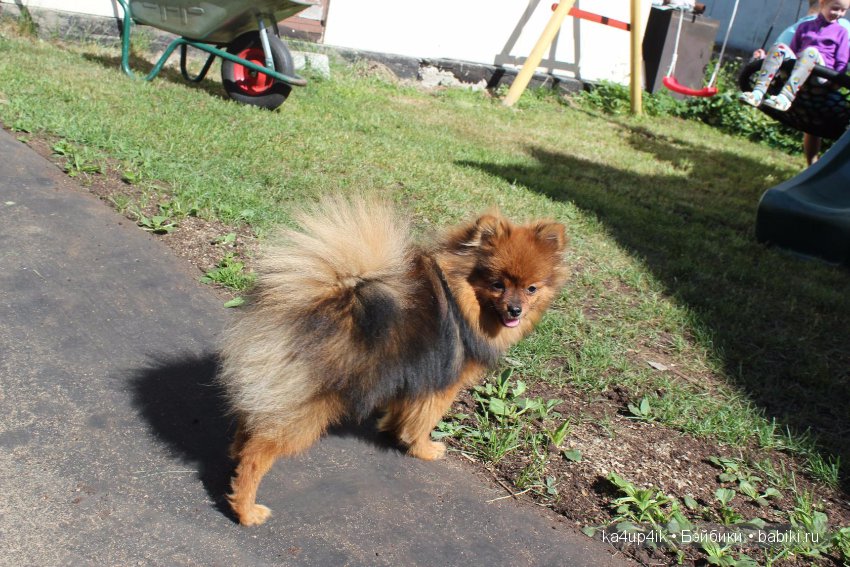 Наш Персик — Болталка и разговоры обо всем: жизнь