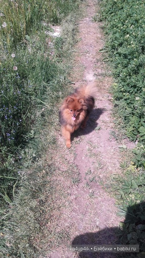 Наш Персик — Болталка и разговоры обо всем: жизнь (фото 5)