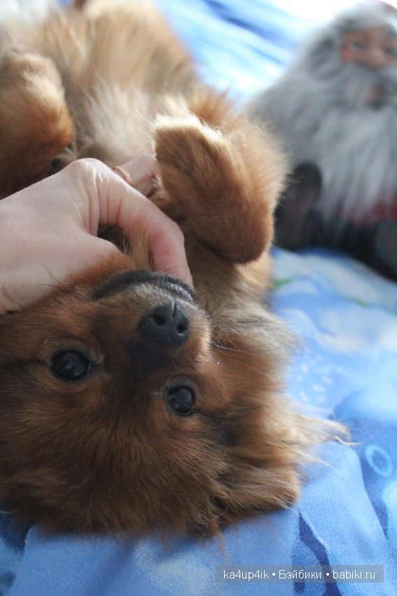 Наш Персик — Болталка и разговоры обо всем: жизнь