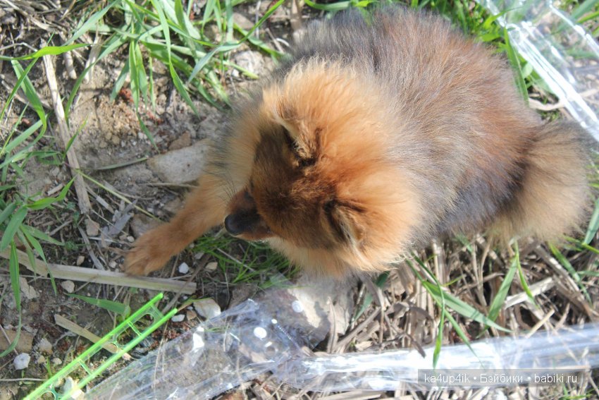 Наш Персик — Болталка и разговоры обо всем: жизнь