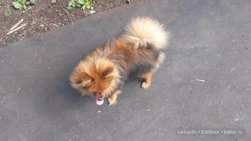 Наш Персик — Болталка и разговоры обо всем: жизнь