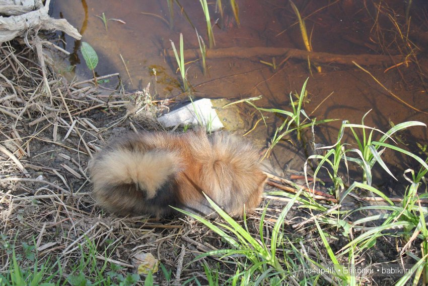 Наш Персик — Болталка и разговоры обо всем: жизнь