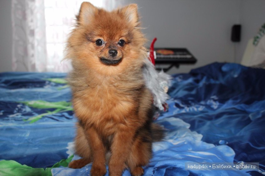 Наш Персик — Болталка и разговоры обо всем: жизнь