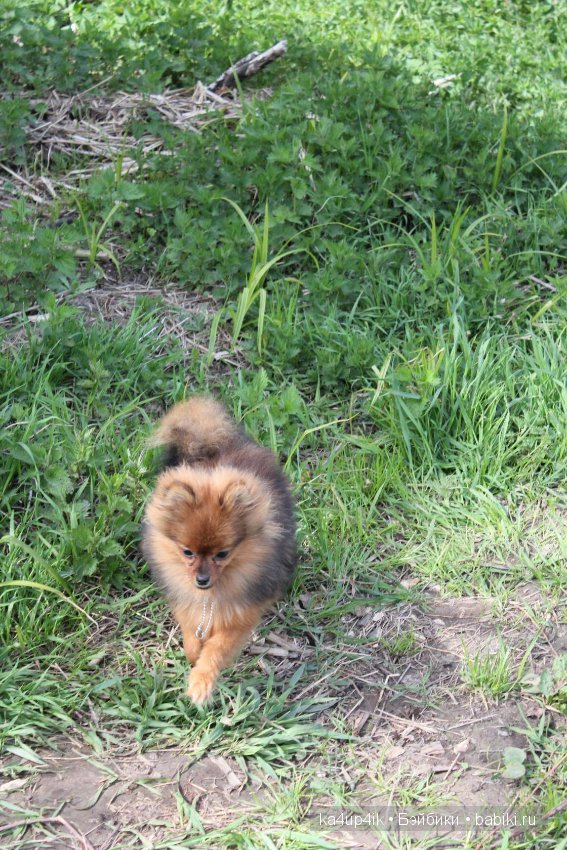 Наш Персик — Болталка и разговоры обо всем: жизнь