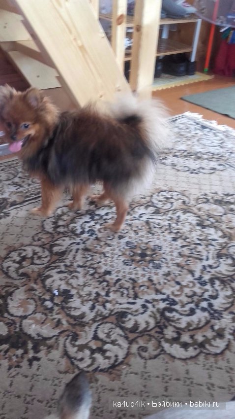 Наш Персик — Болталка и разговоры обо всем: жизнь