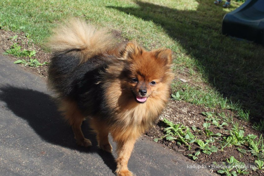 Наш Персик — Болталка и разговоры обо всем: жизнь