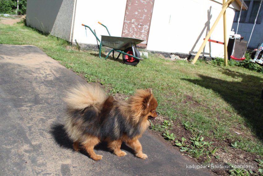 Наш Персик — Болталка и разговоры обо всем: жизнь (фото 10)