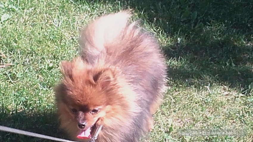 Наш Персик — Болталка и разговоры обо всем: жизнь (фото 6)