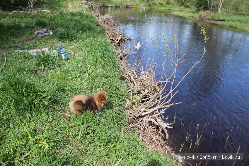 Наш Персик — Болталка и разговоры обо всем: жизнь