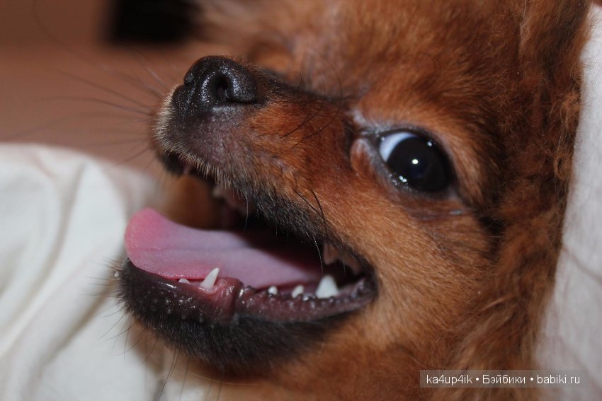 Наш Персик — Болталка и разговоры обо всем: жизнь