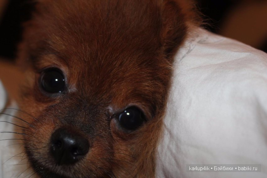 Наш Персик — Болталка и разговоры обо всем: жизнь