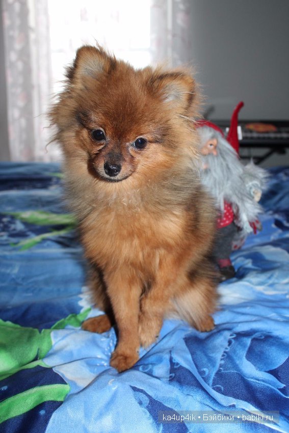 Наш Персик — Болталка и разговоры обо всем: жизнь