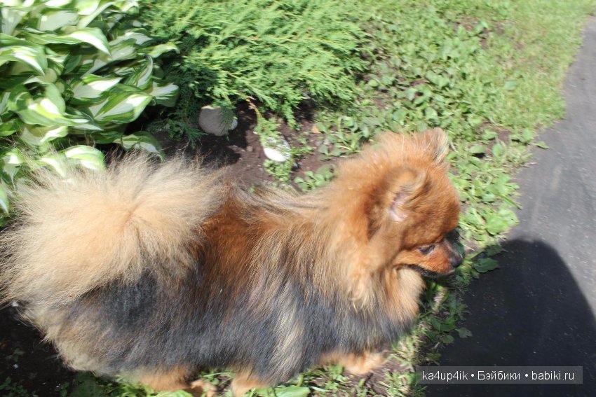 Наш Персик — Болталка и разговоры обо всем: жизнь (фото 9)