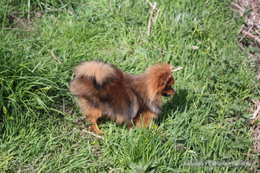 Наш Персик — Болталка и разговоры обо всем: жизнь