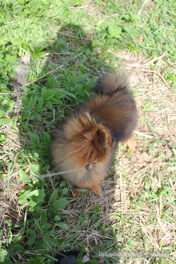 Наш Персик — Болталка и разговоры обо всем: жизнь