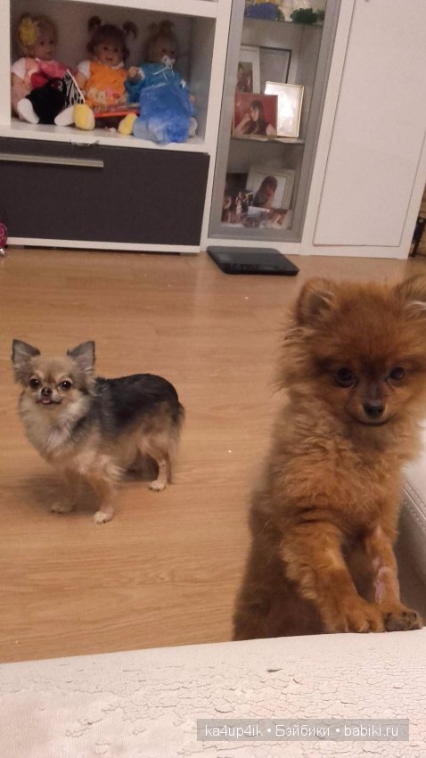 Наш Персик — Болталка и разговоры обо всем: жизнь