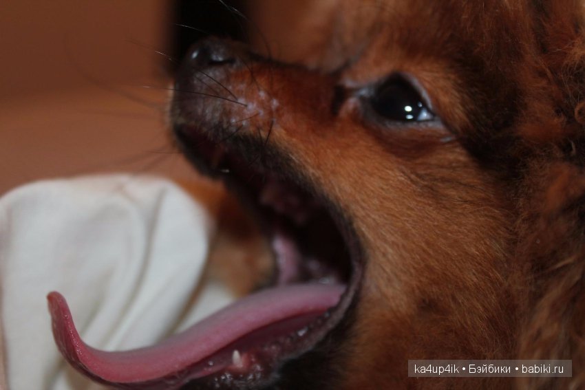 Наш Персик — Болталка и разговоры обо всем: жизнь