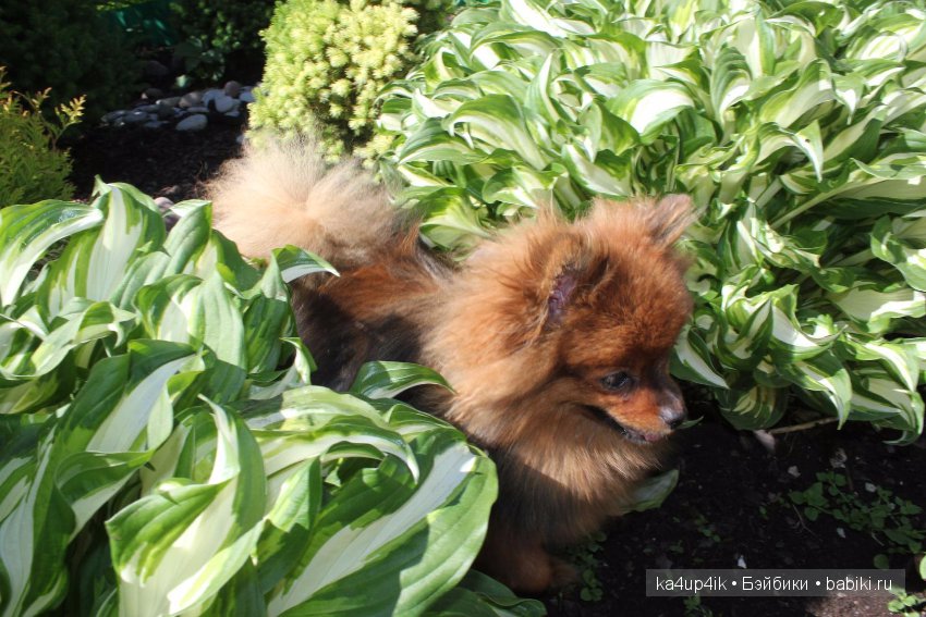 Наш Персик — Болталка и разговоры обо всем: жизнь (фото 8)