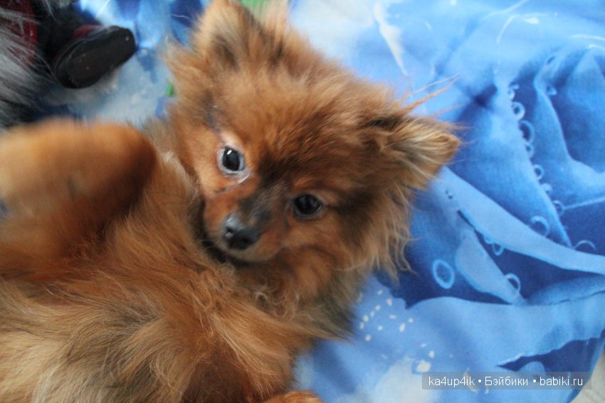 Наш Персик — Болталка и разговоры обо всем: жизнь