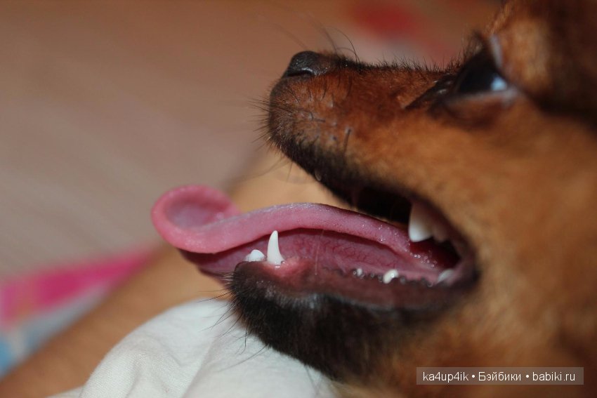 Наш Персик — Болталка и разговоры обо всем: жизнь