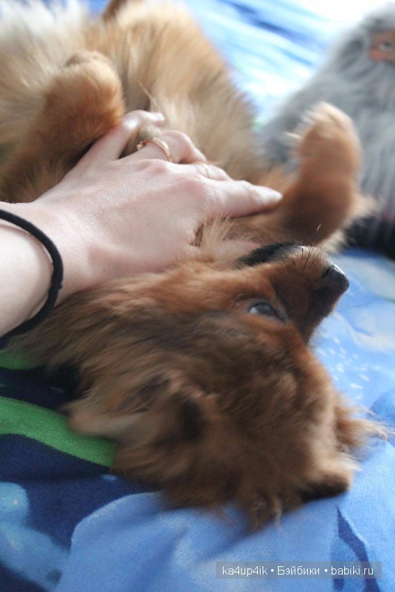 Наш Персик — Болталка и разговоры обо всем: жизнь