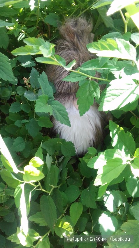 Боярин Кашкин сбежал из думы (фото 4)