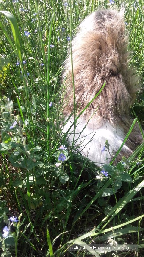 Боярин Кашкин сбежал из думы