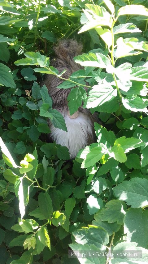 Боярин Кашкин сбежал из думы (фото 6)