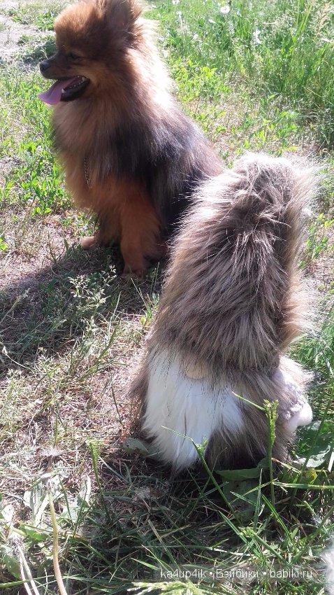 Боярин Кашкин сбежал из думы