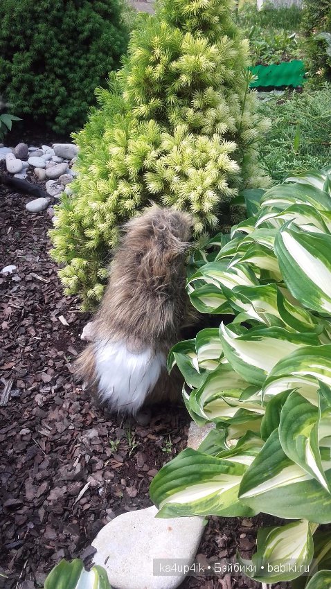 Боярин Кашкин сбежал из думы (фото 9)