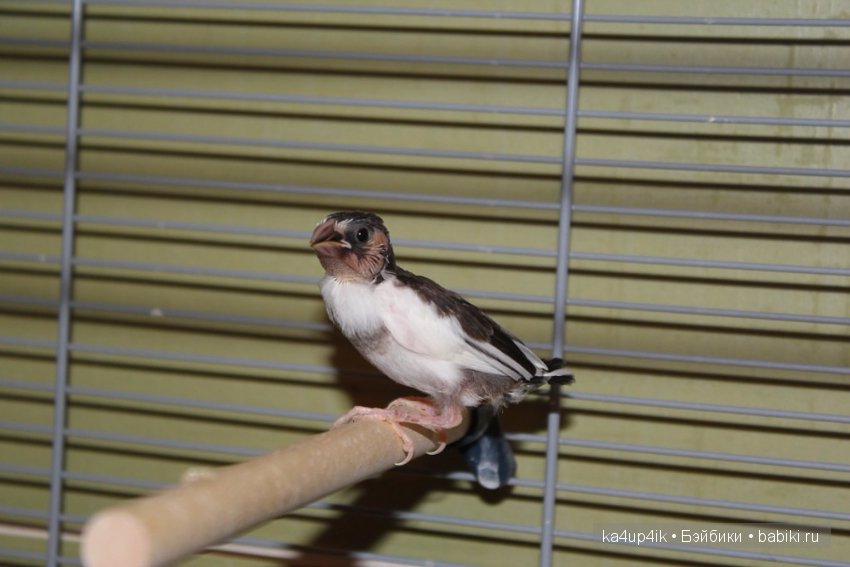 Птички - синички — Болталка и разговоры обо всем: жизнь