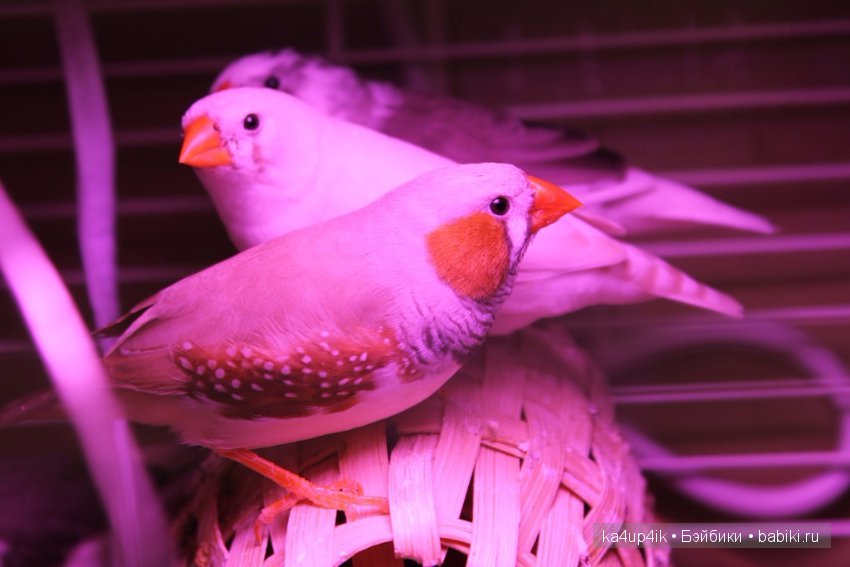 Птички - синички — Болталка и разговоры обо всем: жизнь (фото 7)